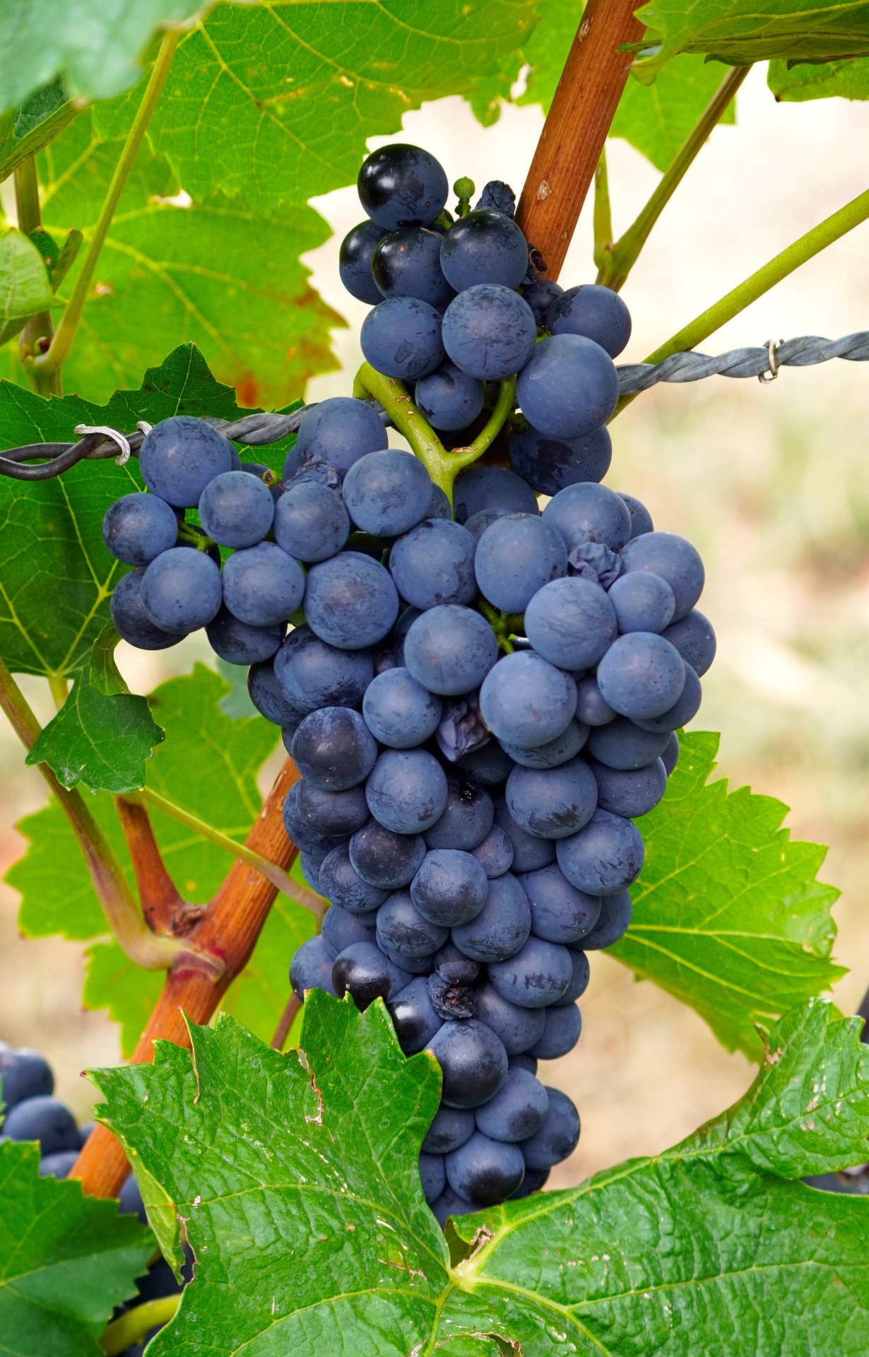 grapes-gf4efa671b_1920